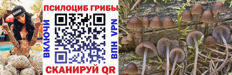 Псилоцибиновые грибы Psilocybe цены Ершов